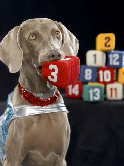 Собака-счетовод